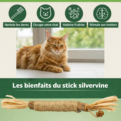 Bâtonnets dentaires à la silvervine Calmyra