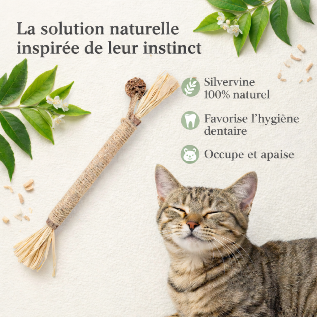Bâtonnets dentaires à la silvervine Calmyra